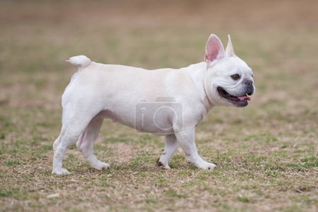 Téléchargez les photos : Mignon français Bulldog dans le parc - en image libre de droit