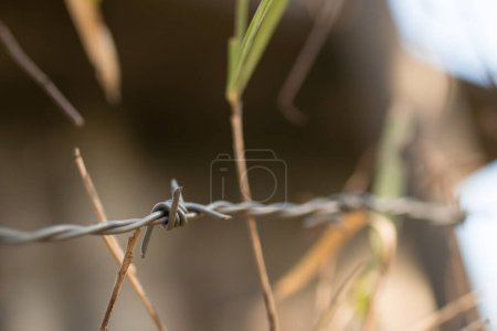Téléchargez les photos : Vue rapprochée de la clôture en fil de fer barbelé - en image libre de droit