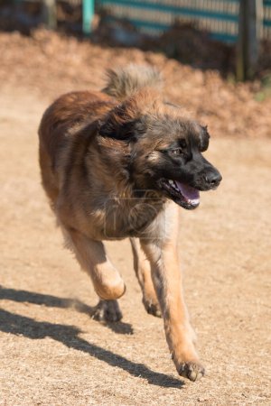 Foto de León berger perro corriendo al aire libre - Imagen libre de derechos
