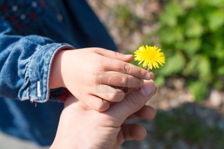 Photo for Hand of mother handing a dandelion in child - Royalty Free Image