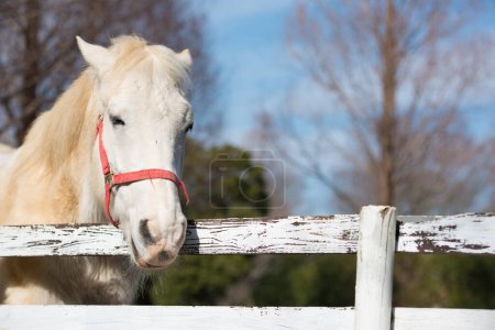 Foto de Un caballo de pura sangre en la granja - Imagen libre de derechos