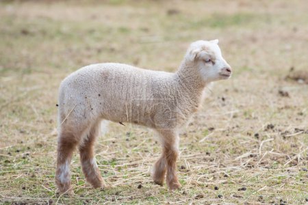 Téléchargez les photos : Moutons blancs dans la prairie - en image libre de droit