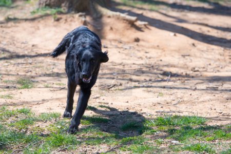 Photo for Flat coated Retriever in sunny day - Royalty Free Image