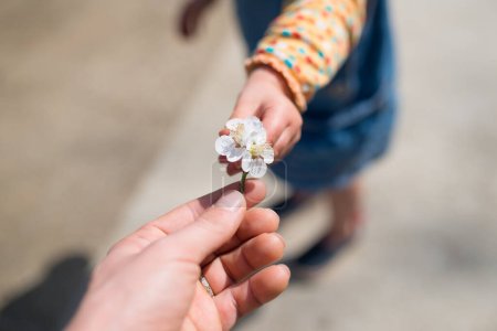 Téléchargez les photos : Mère et enfant mains avec la fleur de prune - en image libre de droit