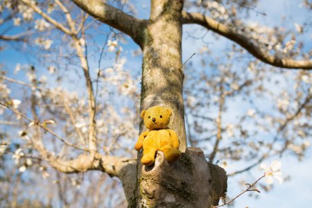 Foto de Oso de peluche sentado en un árbol - Imagen libre de derechos