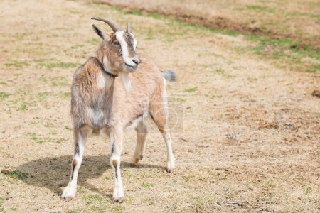 Téléchargez les photos : Une jeune chèvre marche dans le paddock - en image libre de droit