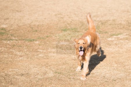 Photo for Golden retriever dog running in the field - Royalty Free Image