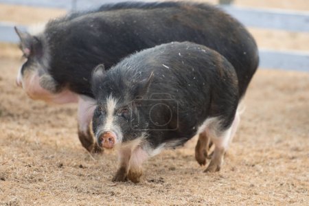 Photo for Potbellied pigs on the farm - Royalty Free Image