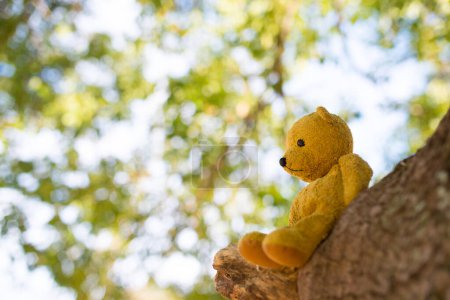Téléchargez les photos : Ours en peluche assis dans un arbre - en image libre de droit