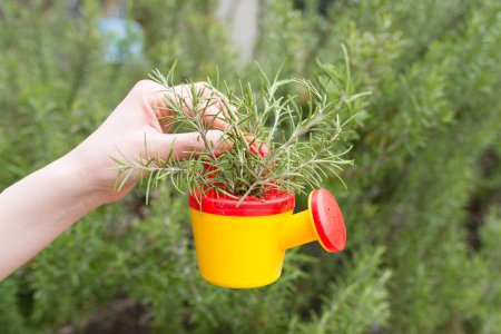 Photo for Rosemary is containing toy Watering - Royalty Free Image