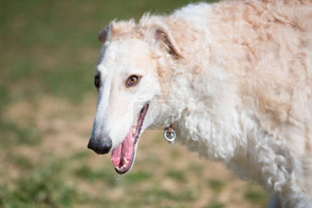 Photo for Cute Borzoi dog looking away - Royalty Free Image