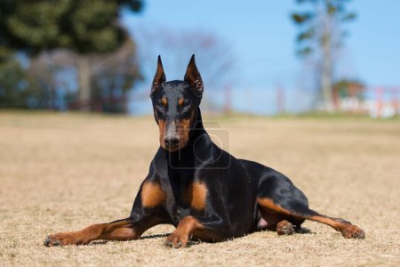 Photo for Doberman portrait in the nature - Royalty Free Image