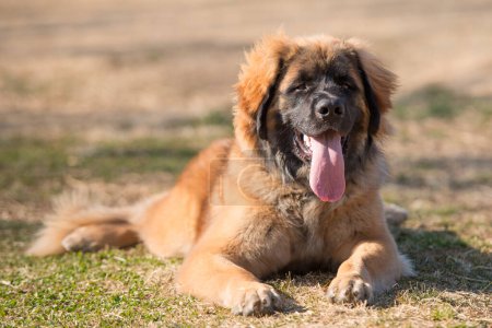 Téléchargez les photos : Leon berger chien sur pelouse - en image libre de droit