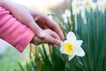 Foto de Las manos de la madre y el niño para tocar la flor narciso - Imagen libre de derechos