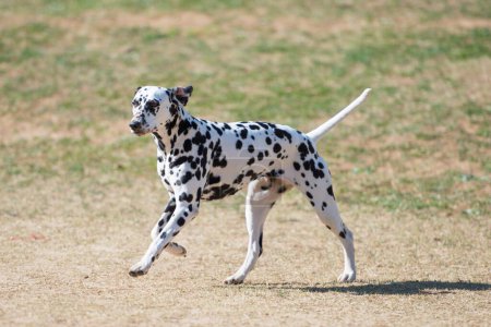 Photo for Dalmatian Dog running over the meadow - Royalty Free Image