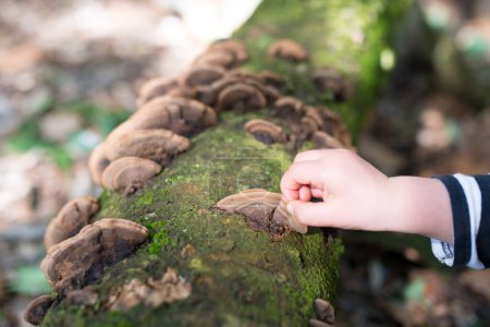 Téléchargez les photos : Fille toucher un champignon sur l'arbre - en image libre de droit
