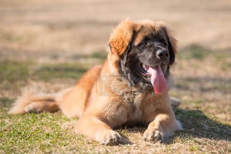 Téléchargez les photos : Leon berger chien sur pelouse - en image libre de droit