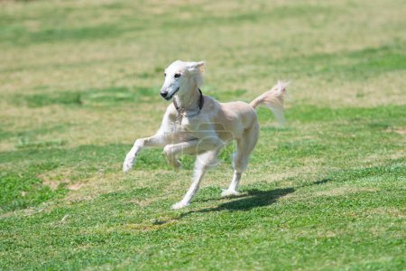 Photo for Saluki which runs the prairie - Royalty Free Image