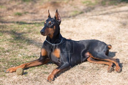 Photo for Doberman portrait in the nature - Royalty Free Image