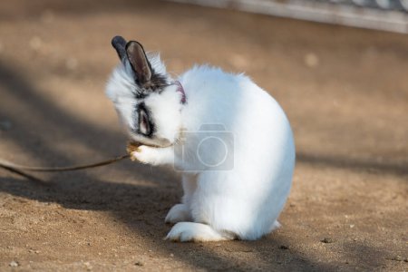 Photo for Cute rabbit in sunny day - Royalty Free Image