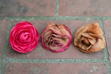 Téléchargez les photos : Belle fleur et fleurs mortes - en image libre de droit