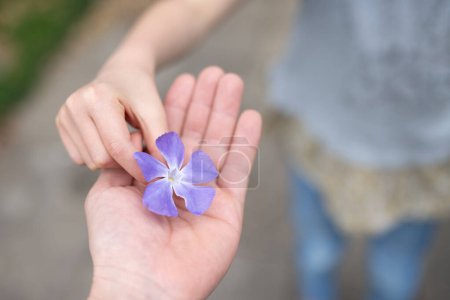 Téléchargez les photos : Main parent-enfant remettant fleur violette - en image libre de droit