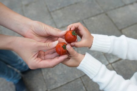 Eltern und Kind übergeben Tomaten