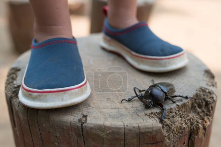 Foto de Primer plano - arriba de las piernas del niño y el escarabajo en el muñón - Imagen libre de derechos