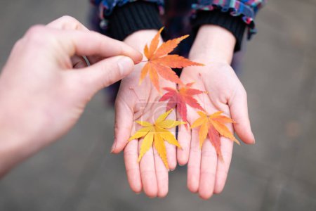 Téléchargez les photos : Les mains des parents et des enfants jouant avec les feuilles tombées - en image libre de droit