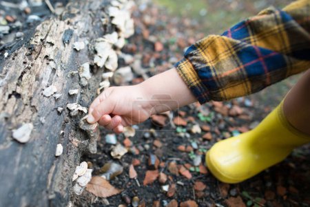 Téléchargez les photos : Toucher enfant au champignon - en image libre de droit