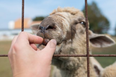 Téléchargez les photos : Les moutons mangent le gland - en image libre de droit