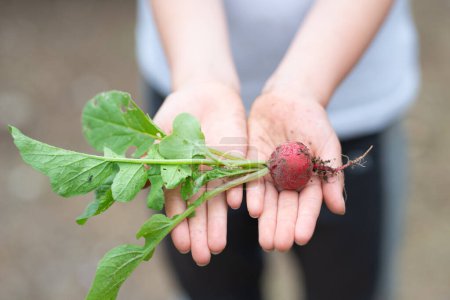 Photo for Child's hands holding a radish - Royalty Free Image