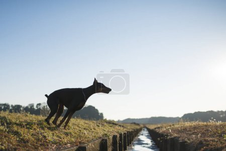 Téléchargez les photos : Doberman pour sauter le ruisseau - en image libre de droit