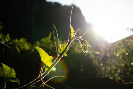Pumpkin vines in the morning sun