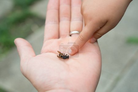 Photo for The child touch the beetle in hand - Royalty Free Image