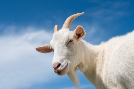 Téléchargez les photos : Ciel bleu et chèvre blanche - en image libre de droit