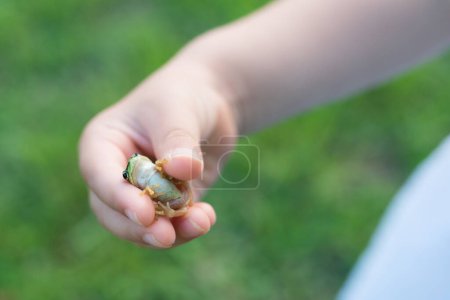Téléchargez les photos : Gros plan de la main de l'enfant avec grenouille verte - en image libre de droit