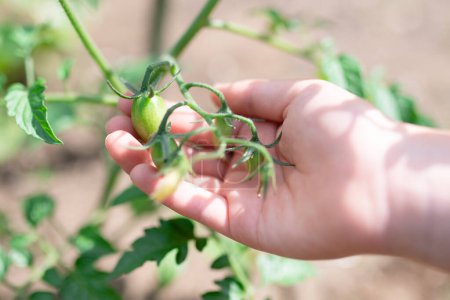 Téléchargez les photos : Main d'enfant touchant la tomate encore verte - en image libre de droit
