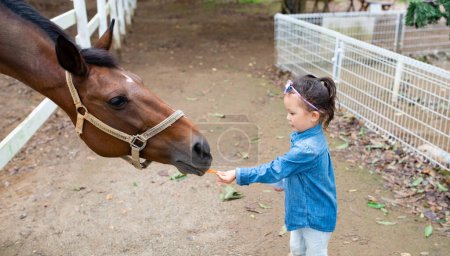 Téléchargez les photos : Fille nourrir un gros cheval - en image libre de droit