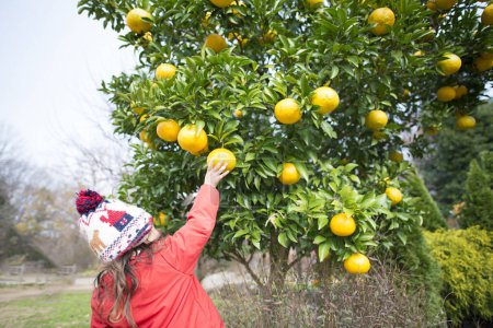 Photo for Young woman picking up ripe oranges  in orchard - Royalty Free Image