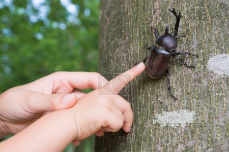 Foto de Mano para atrapar el escarabajo en el árbol - Imagen libre de derechos