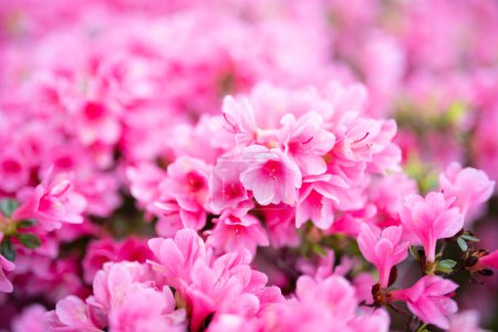 Téléchargez les photos : Beaucoup de fleurs roses azalées - en image libre de droit