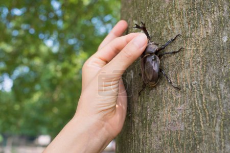 Photo for Hand to catch the beetle on tree - Royalty Free Image