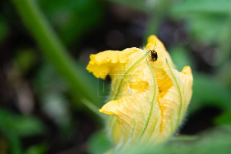 Photo for Cucurbit leaf beetle eating pumpkin flower - Royalty Free Image