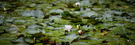 Photo for Lotus flowers blooming in the pond - Royalty Free Image