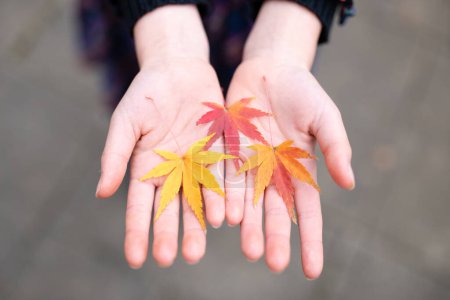 Téléchargez les photos : Mains d'enfants avec feuilles tombées - en image libre de droit