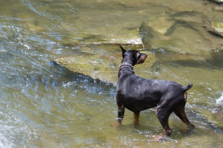 Téléchargez les photos : Doberman jouant dans la rivière - en image libre de droit