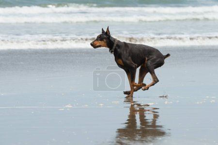 Téléchargez les photos : Doberman jouant au bord de la mer - en image libre de droit
