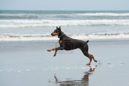 Foto de Doberman jugando en la playa - Imagen libre de derechos