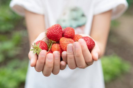 Photo for Woman holding fresh strawberries - Royalty Free Image